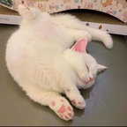 bbabiibunny OnlyFans Leak (49 Photos and 44 Videos) 

 profile picture