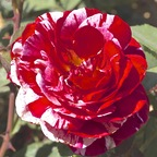 breezeebabe OnlyFans Leaks 

 profile picture