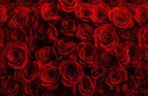 camilletanner onlyfans leaked picture 1