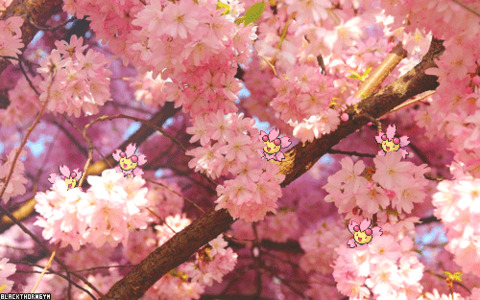 Header of cutie-blossom