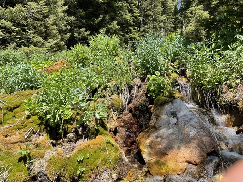 Header of daddyscoots