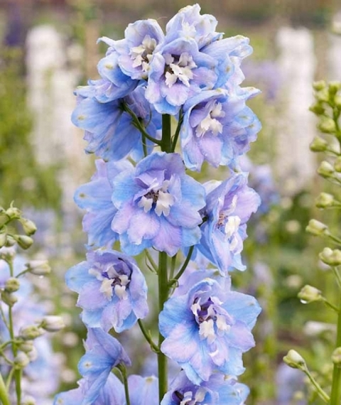 Header of delphinium18xo