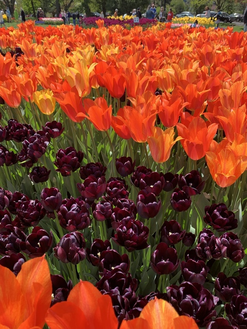 Header of goddesse11a