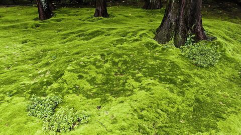 Header of hornygamergothboy