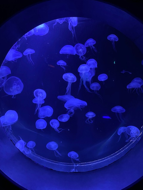 Header of jadespolefitnessjourney