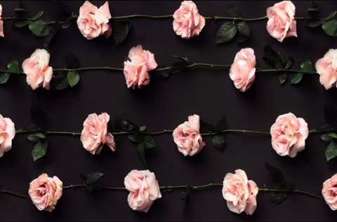 Header of lissarose