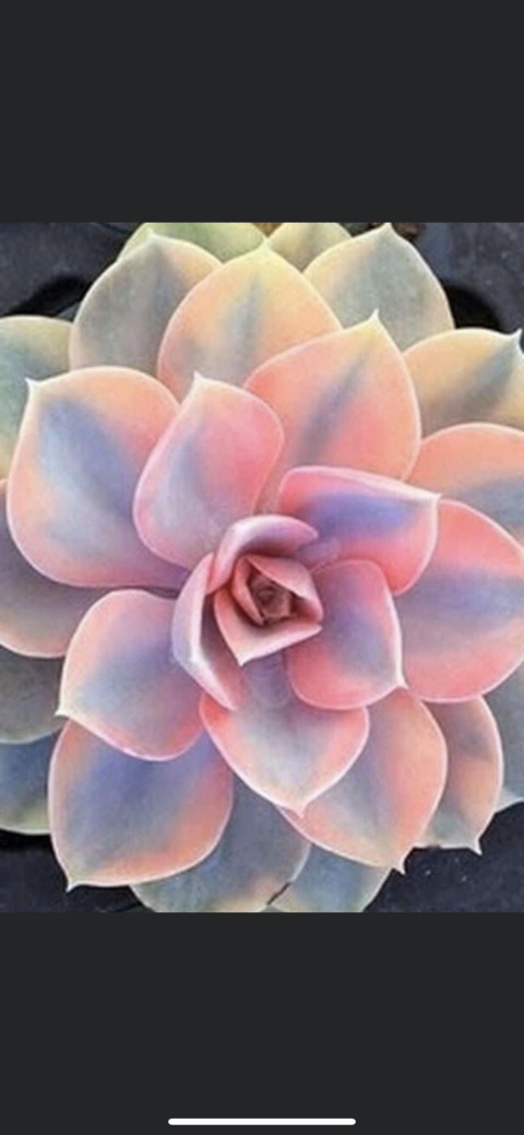 Header of melmoonx764