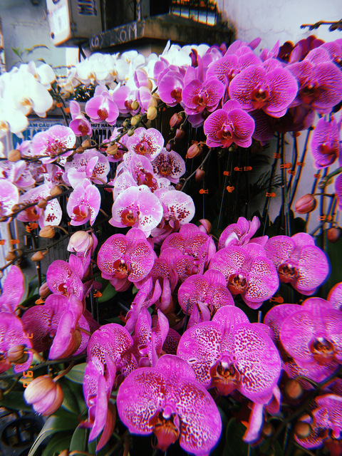 Header of moonberrysunshine