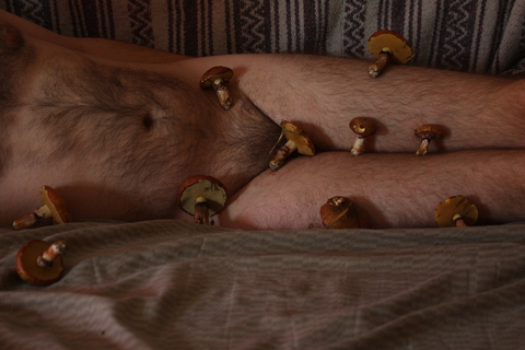 Header of onlymushrooms