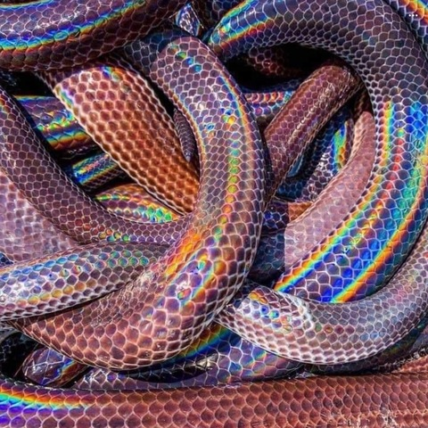 Header of razorribbons