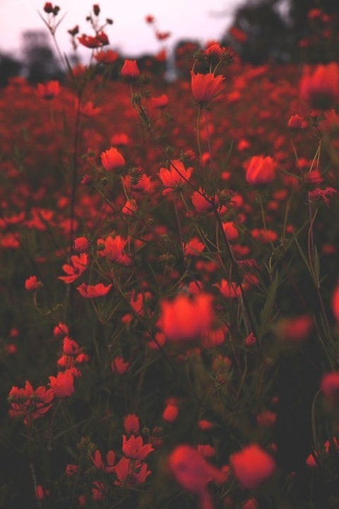 Header of red.poppy