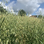 Free access to shruboneout (Shrub one out) Leaked OnlyFans 

 profile picture