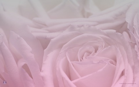 Header of sophierose02