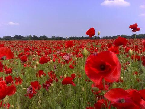 Header of tall.poppy.x