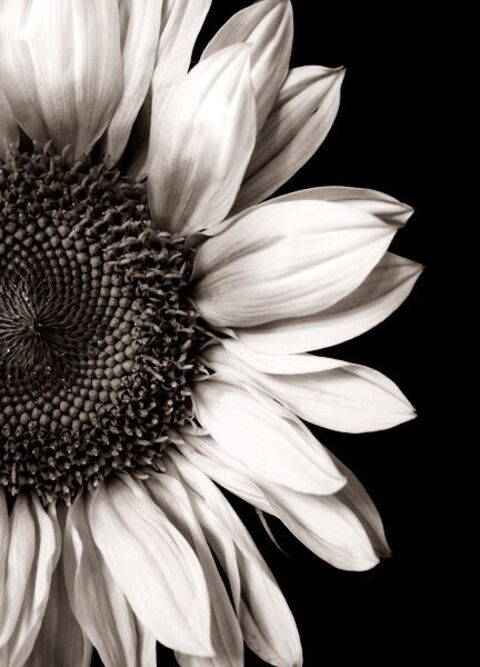 Header of yellowsunflower2020